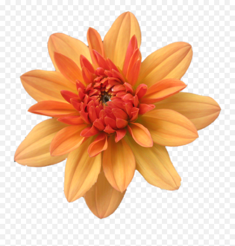 Clip Art - Flower Png,Orange Flowers Png