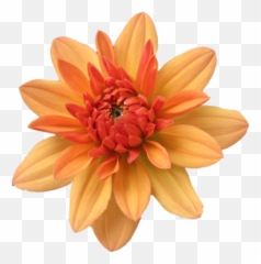 Clip Art - Flower Png,Orange Flowers Png