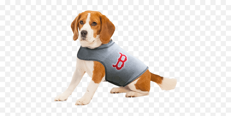 Boston Red Sox Dog Shirt Transparent - Thundershirt For Small Dogs Png,Red Sox Png