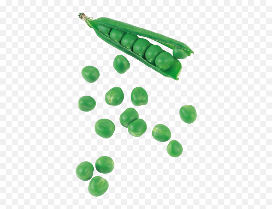 Download Green Pea - Snow Peas Png Image With No Background Png,Peas Png