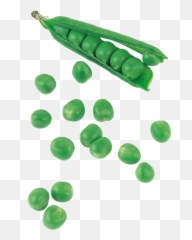 Download Green Pea - Snow Peas Png Image With No Background Png,Peas Png