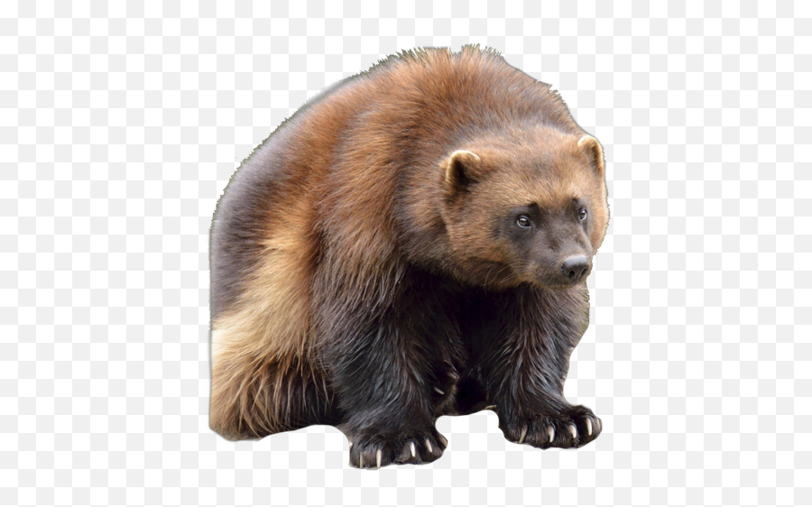 Download Wolverine Clipart Animal Face - Wolverine Canadian Wolverine In New York Png,Animals Transparent Background