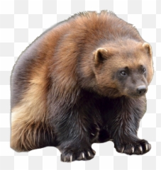 Download Wolverine Clipart Animal Face - Wolverine Canadian Wolverine In New York Png,Animals Transparent Background