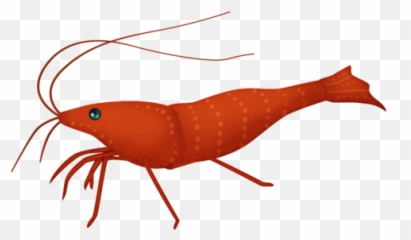 Mlfef - Shrimppng Under The Sea Clip Art Aquatic Homarus,Shrimp Png