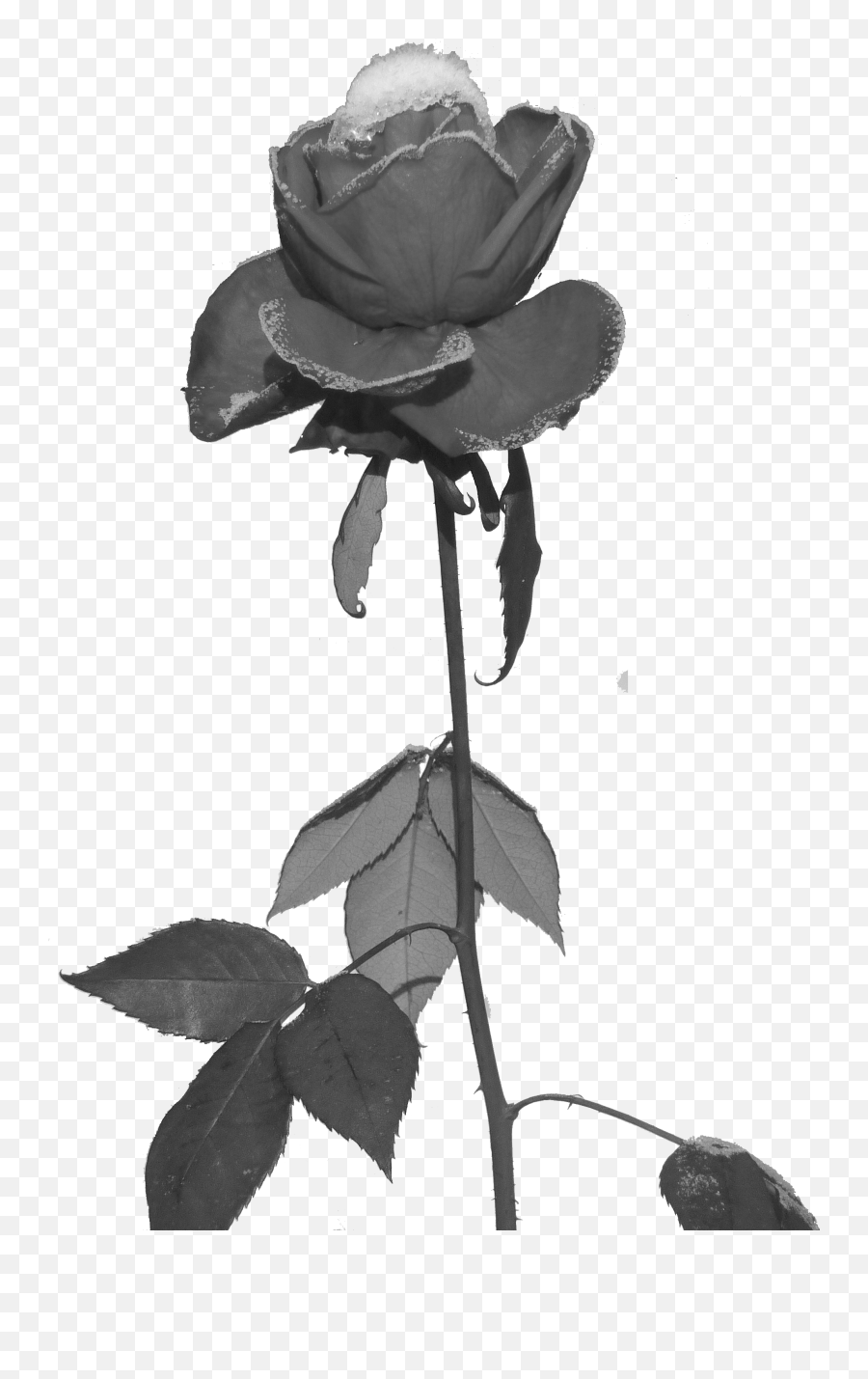 Filerose Und Eis Freigestelltpng - Wikimedia Commons Black Rose Png,Black Flower Png