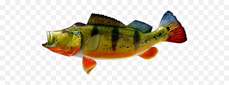 Peacock Bass Fish Png Transparent - Peacock Bass Png,Bass Fish Png