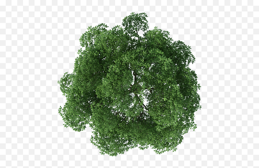 Download Top View Of Tree Png - Tree Png Top View,Grass Top View Png