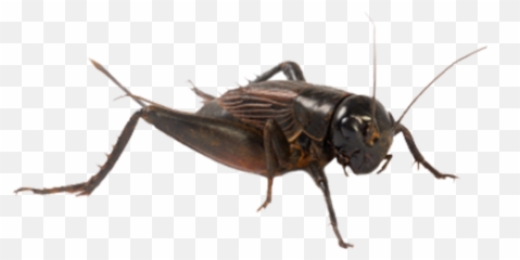 Free Cricket Insects Png Images
