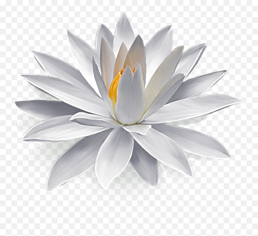 Philipsburgtherapycom Png Lily
