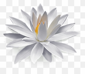 Philipsburgtherapycom Png Lily