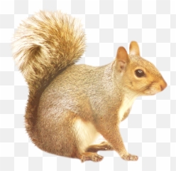 Squirrel Png - Transparent Background Squirrels Png,Squirrel Transparent Background