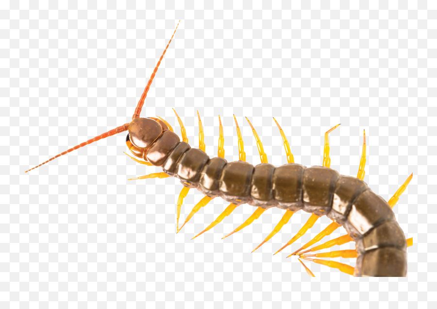 Full Size Png Image - Transparent Centipede Png,Centipede Png
