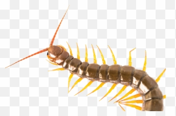 Full Size Png Image - Transparent Centipede Png,Centipede Png