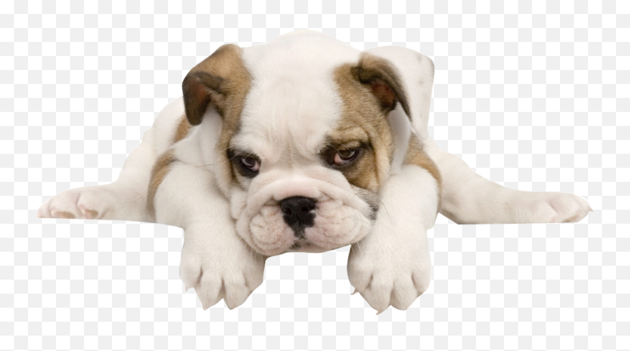Toy Bulldog American Puppy - Transparent Bulldog Puppy Png,Bulldog Transparent