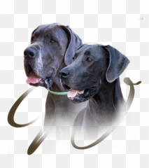 Puppies U2013 Great Dane Kennel U2022 Gut Stepprath Danes - Dog Yawns Png,Great Dane Png