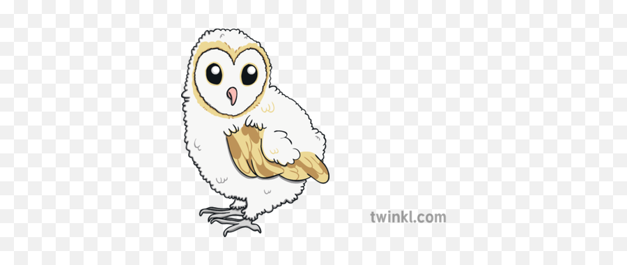 Ks1 Baby Barn Owl Illustration - Twinkl Draw A Baby Barn Owl Png,Barn Owl Png