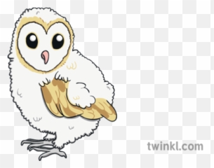 Ks1 Baby Barn Owl Illustration - Twinkl Draw A Baby Barn Owl Png,Barn Owl Png