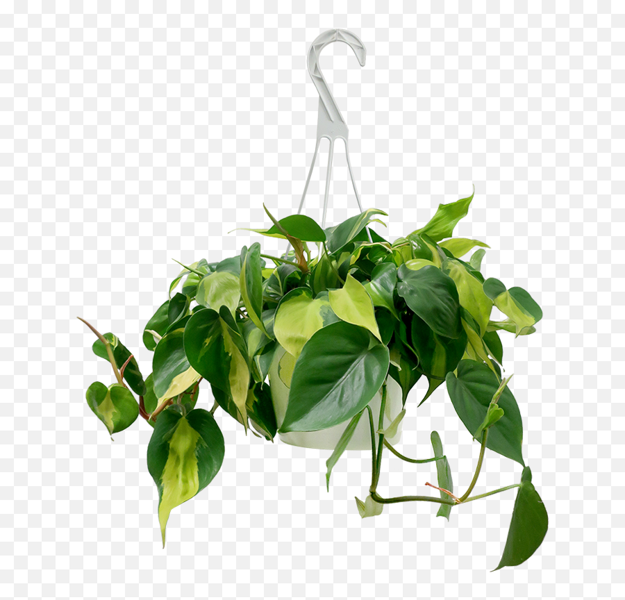 Philodendron Brazil Houseplant Large Hanging Basket - Philodendron Brazil Hanging Basket Png,Hanging Plants Png