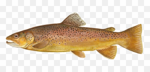 Brown Trout Png Free - Brown Trout Png,Trout Png