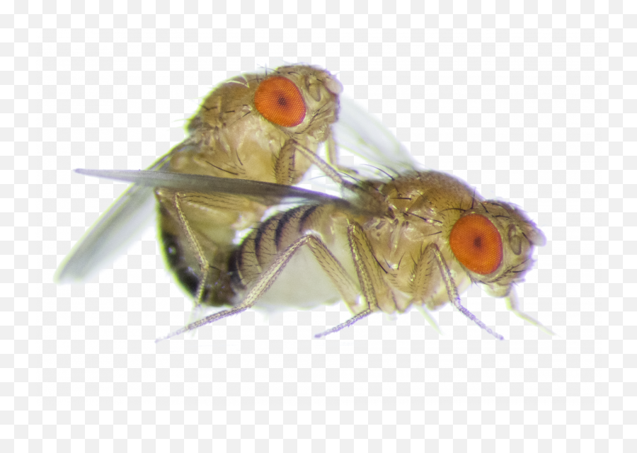 Two Flies Are Mating - Fruit Fly Sex Png,Flies Png