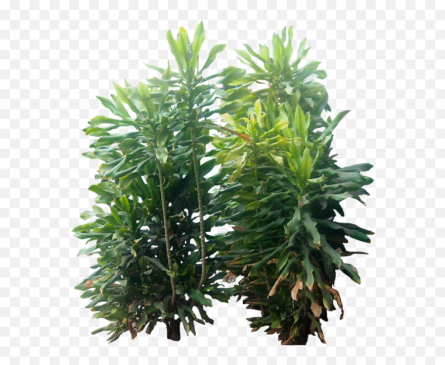 Tropical Plants Png Cut Out - Tropical Plants Png,Tropical Plant Png