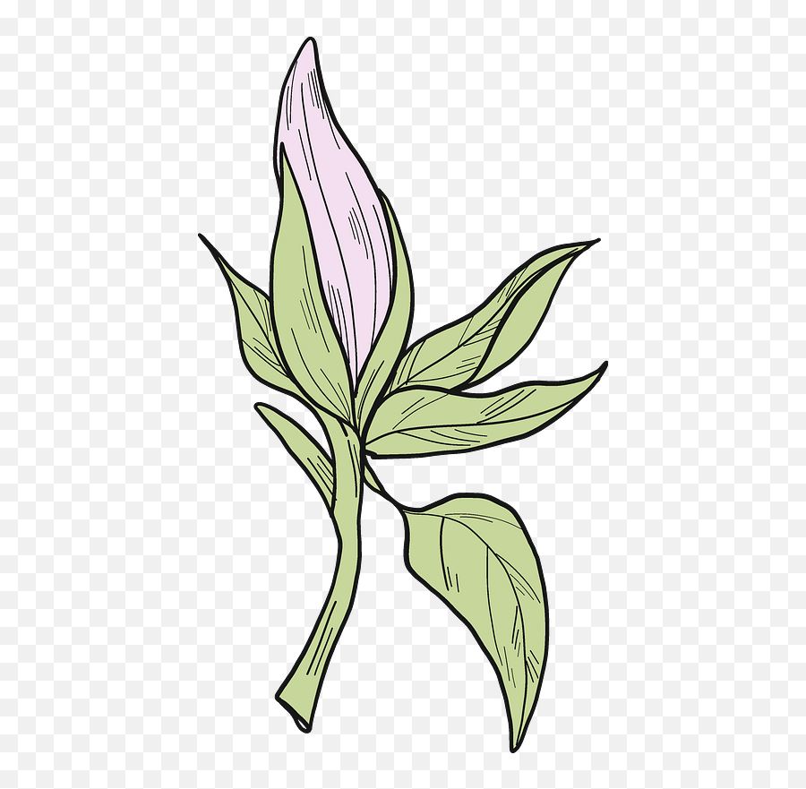 Magnolia Flower Clipart - Lilies Png,Magnolia Png