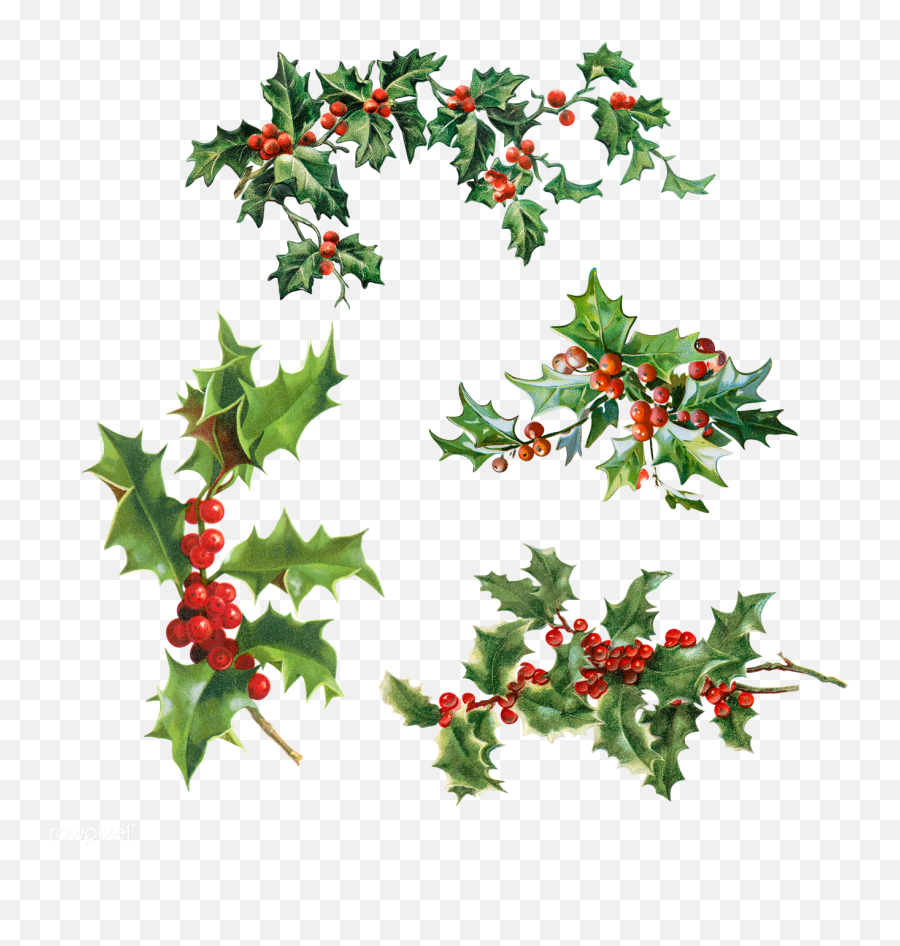 Set Of Holly Leaves With Berries - Christmas Leaves Transparent Png,Holly Leaves Png