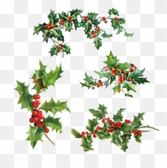 Set Of Holly Leaves With Berries - Christmas Transparent png
