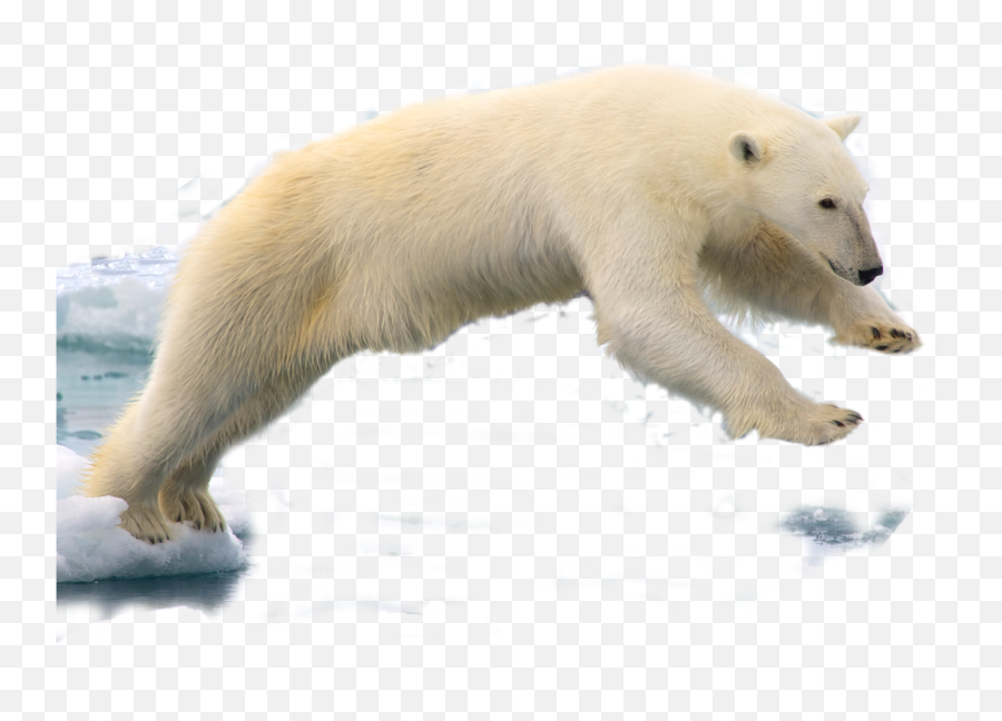 Rec Hd Polar Bear Png V - Cute Polar Bear Png,Polar Bear Png
