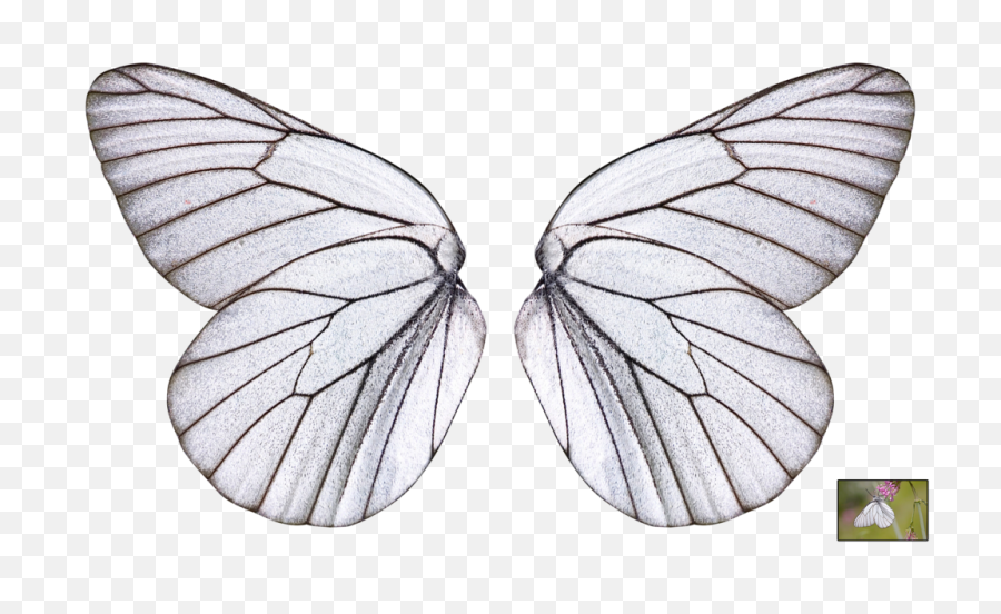 Butterflies Png Transparent - Transparent Moth Clear Wing Butterfly Wing Transparent Background,Butterfly Transparent