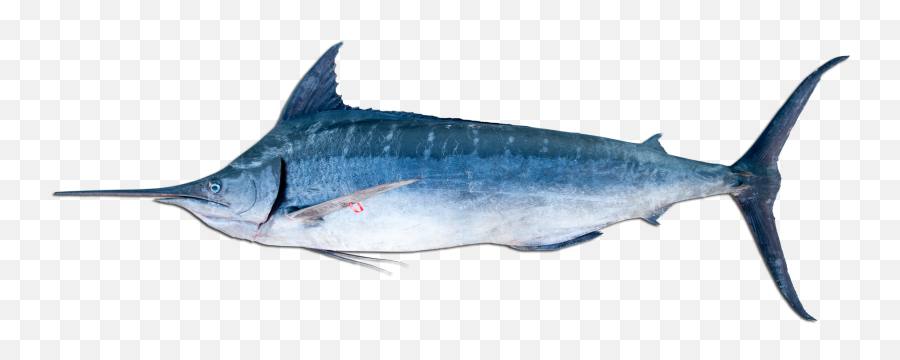 Download A Blue Marlin - Blue Marlin Png Image With No Blue Marlin Png,Marlin Png