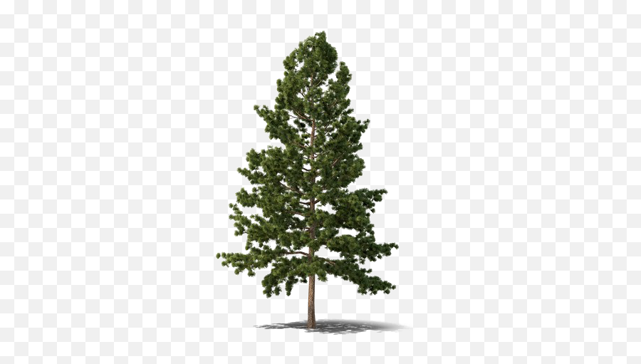 Evergreen Tree Png Free Download Mart - Evergreen Tree Png,Free Tree Png