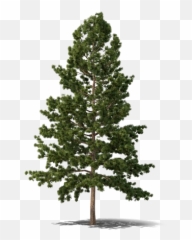 Evergreen Tree Png Free Download Mart - Png