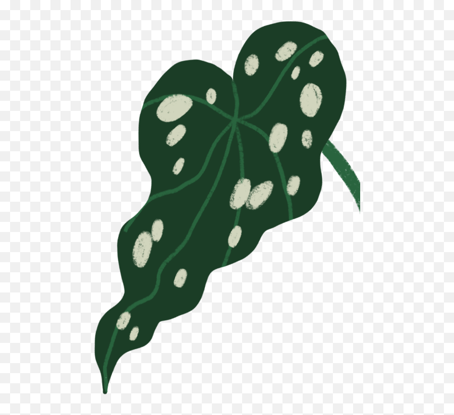 Decoding Leaf Changes In Your Houseplant - Arums Png,Icon Add A Leaf