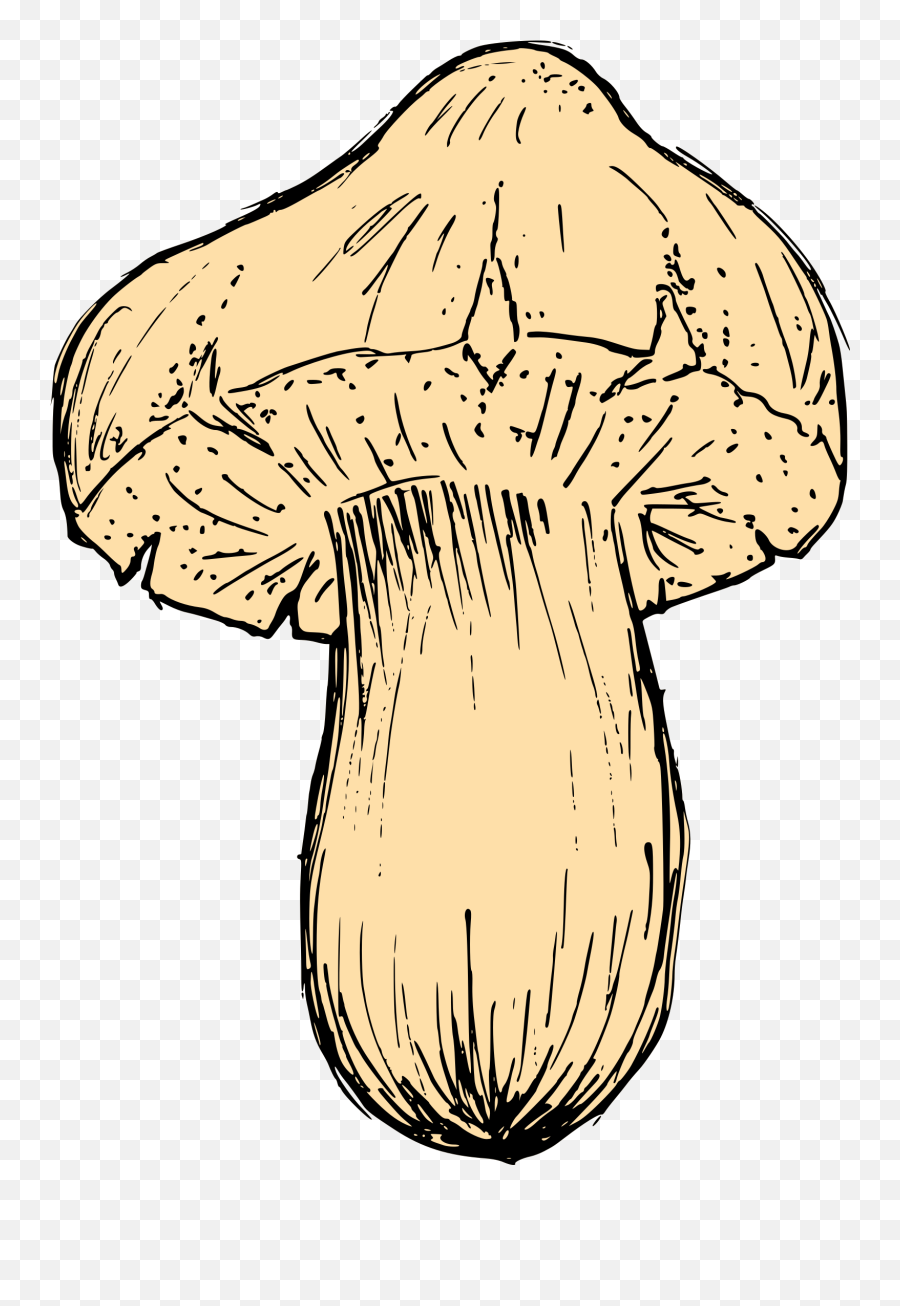 Mushroom Drawing Vector Svg Png - Mushroom Droeng,Mushroom Png