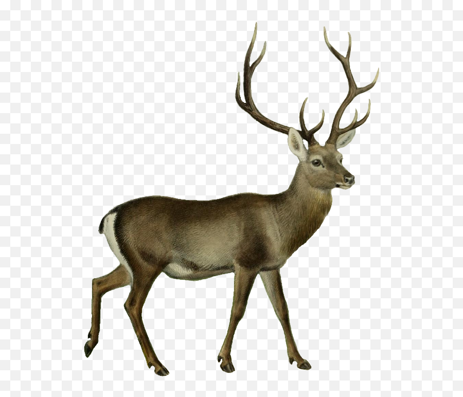 1080 Uhd Arctic Reindeer Clipart Png Pack 4668 4570book Caribou