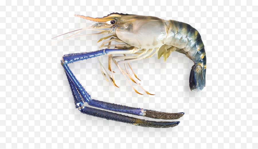 Ppn - Thai River Prawn Singapore Png,Shrimp Png