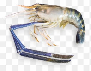 Ppn - Thai River Prawn Singapore Png,Shrimp Png