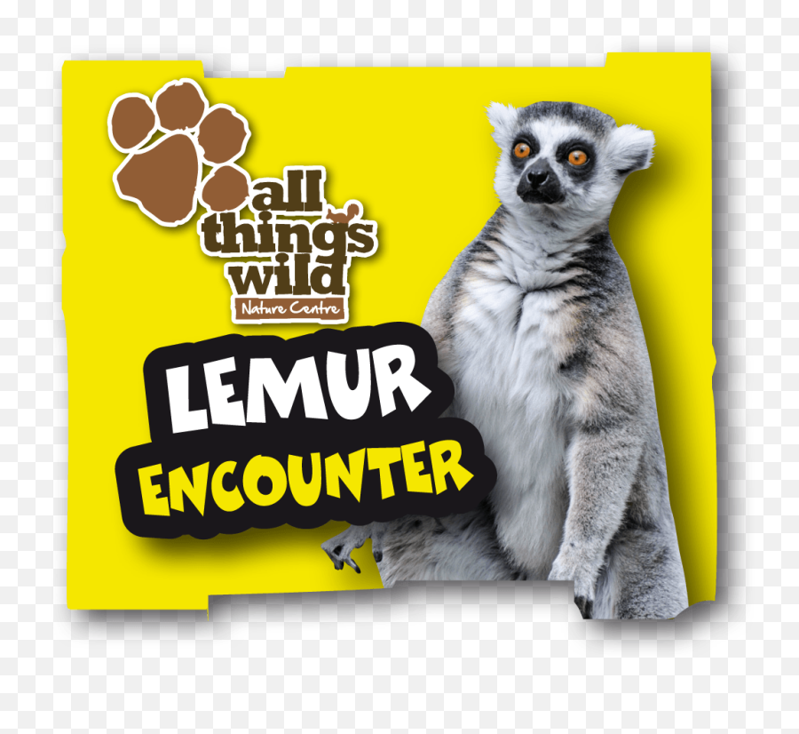 Lemur Encounter - All Things Wild Png,Lemur Png