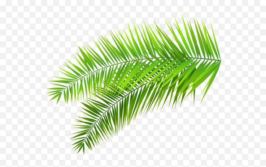 Palm Leaves Decoration Png Clip Art - Palm Leaves Transparent Background,Palm Frond Png