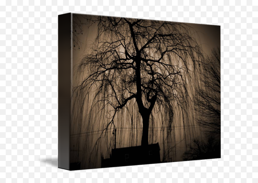 Weeping Willow In Palmer Cemetery - Weeping Willow Wall Art Png,Weeping Willow Png