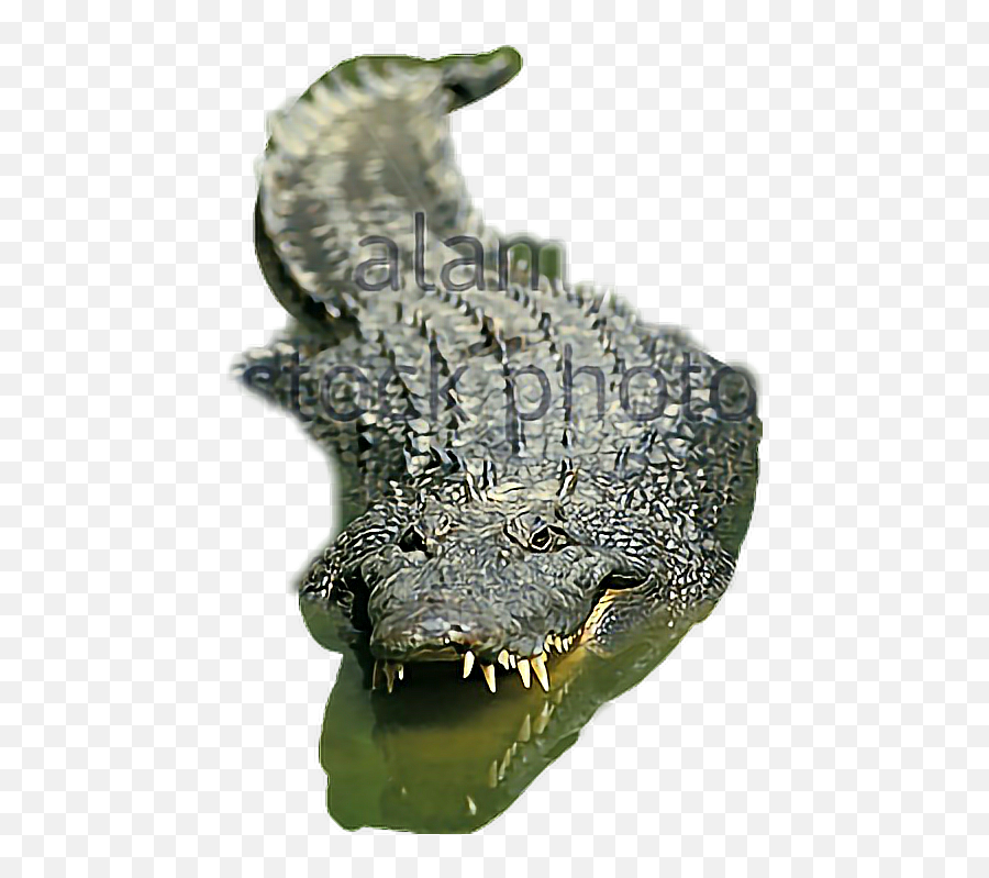 Aligator - Sticker By Im Not Sure Anymore Nile Crocodile Png,Aligator Png