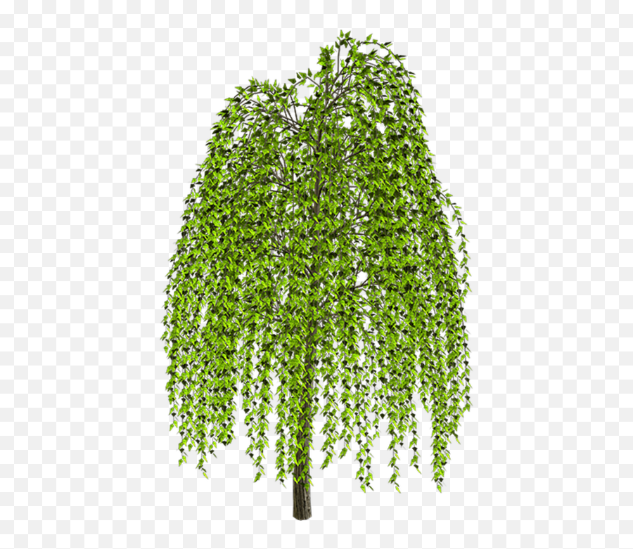 Weeping Willow Tree Drawing Clip Art - Willow Png,Willow Tree Png