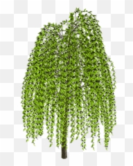 Weeping Willow Tree Drawing Clip Art - Willow Png,Willow Tree Png