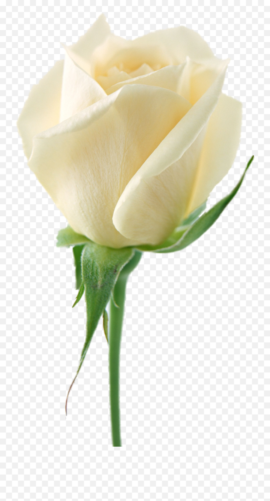 White Rose Png Image Flower - White Rose Flower Png,White Roses Png
