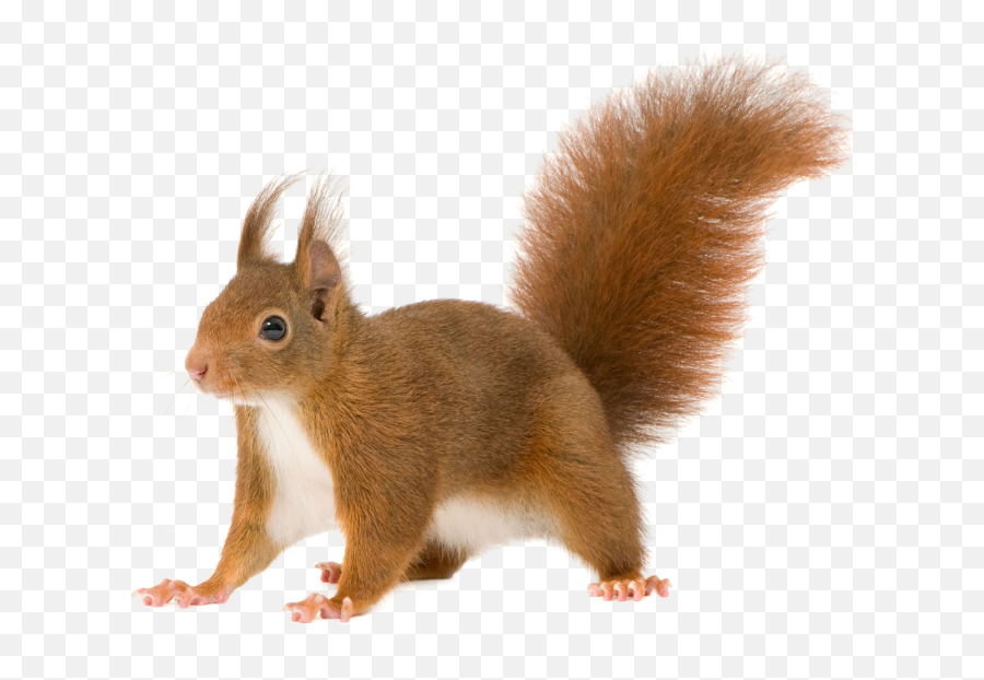 Download Share This Image - Transparent Background Squirrel Transparent Png,Squirrel Transparent Background