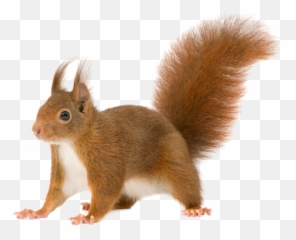 Download Share This Image - Transparent Background Squirrel Transparent Png,Squirrel Transparent Background