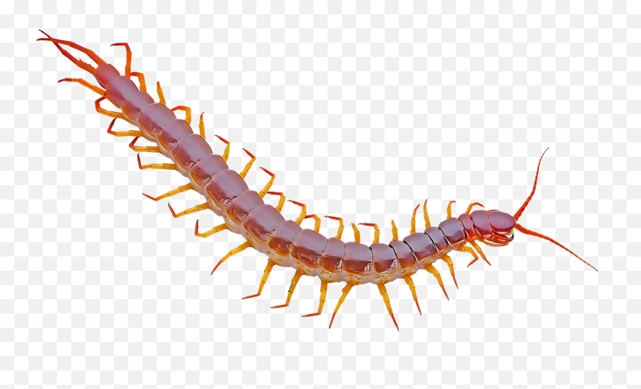 Identify And Control Centipedes - Centipede White Background Png,Centipede Png
