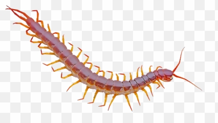 Identify And Control Centipedes - Centipede White Background Png,Centipede Png