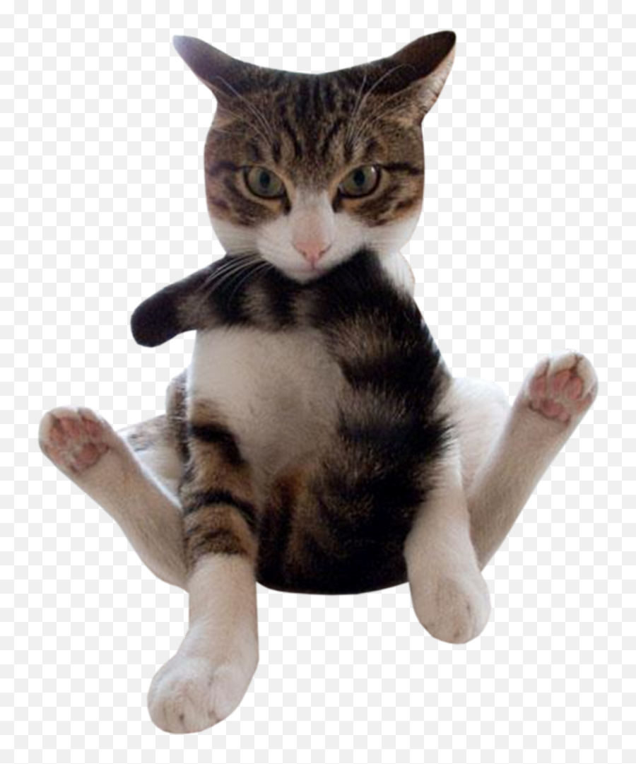 Funny Cat Png 2 Image - Chat Qui Se Mord La Queue,Funny Cat Png